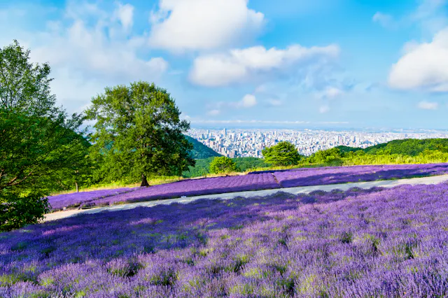 Horomitoge Lavender Garden