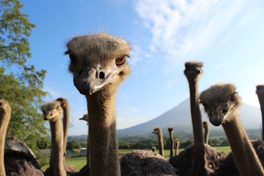 No. 2 Arishima Ostrich Farm