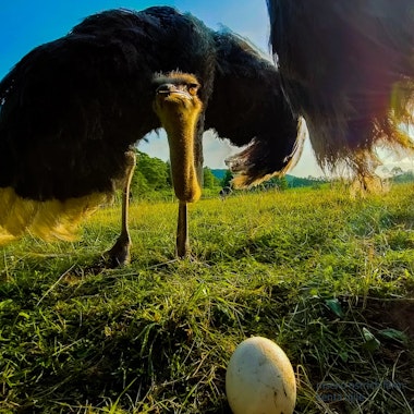 No. 2 Arishima Ostrich Farm