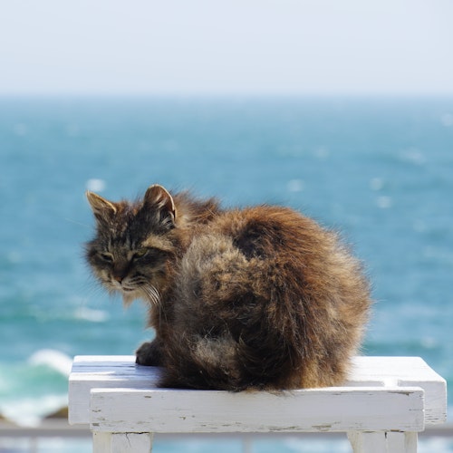 Tashirojima Island Tashirojima Island