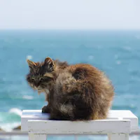 Tashirojima Island Tashirojima Island