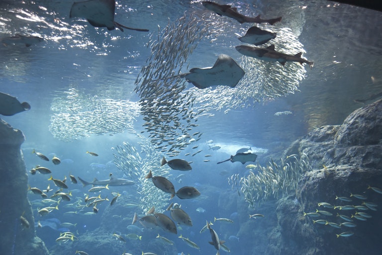 Enoshima Aquarium