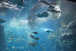 Enoshima Aquarium