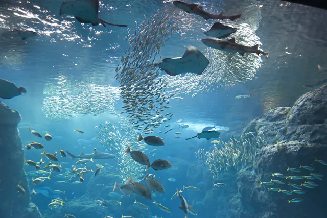Enoshima Aquarium