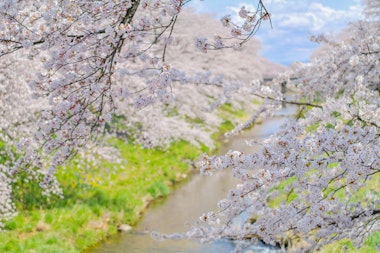 Fujitagawa Fureai Zakura
