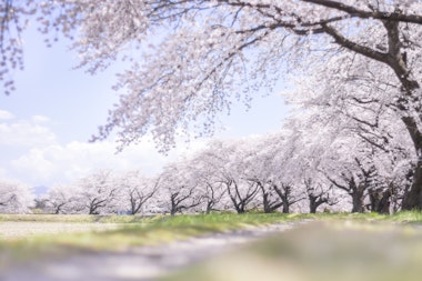 Fujitagawa Fureai Zakura