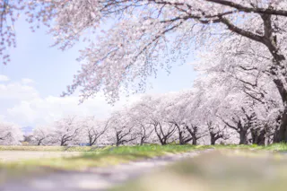 Fujitagawa Fureai Zakura