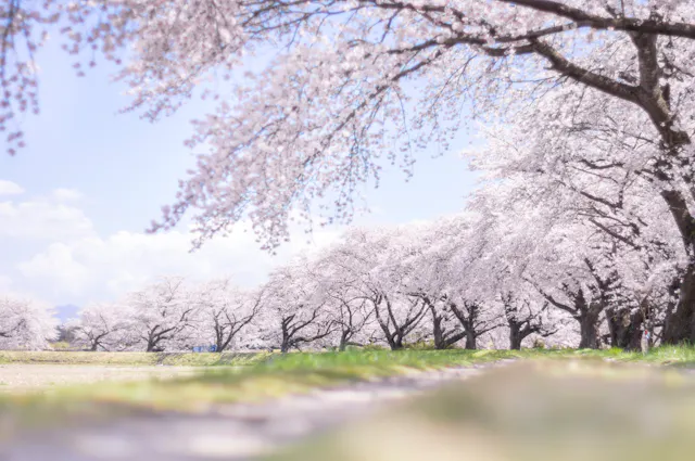 Fujitagawa Fureai Zakura