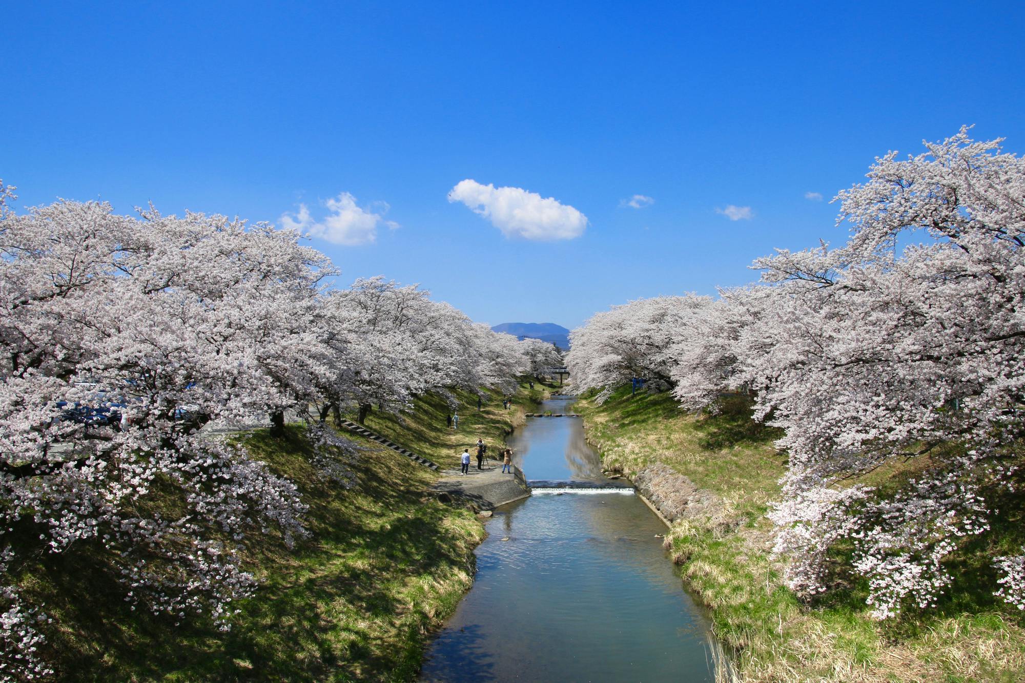 Fujitagawa Fureai Zakura