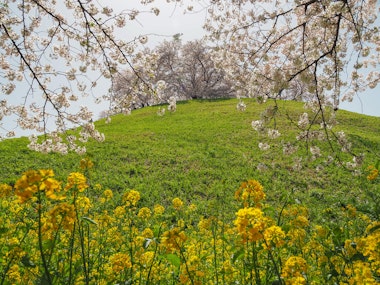 Sakitama Kofun Group