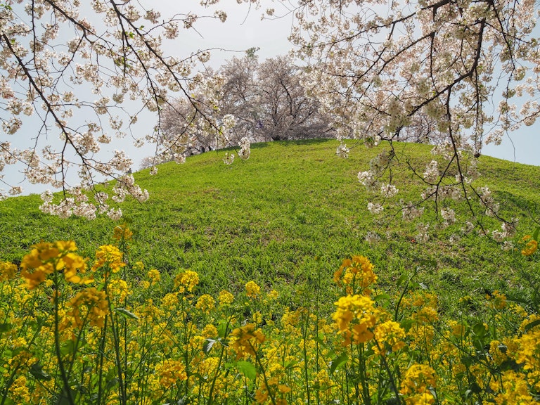 Sakitama Kofun Group