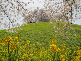 Sakitama Kofun Group