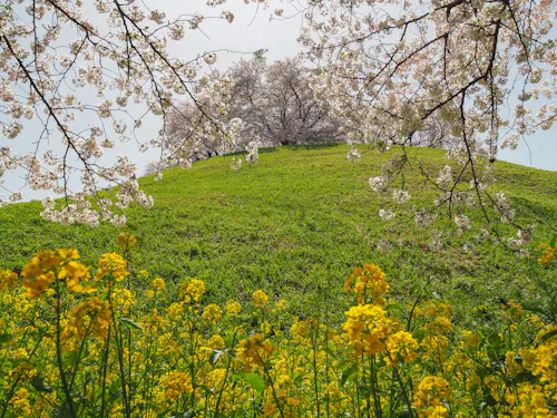 Sakitama Kofun Group