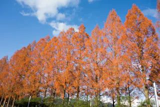 Meiji Restoration Centenary Park
