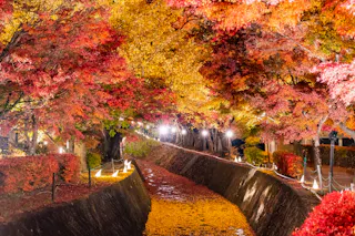 Kawaguchiko Maple Corridor