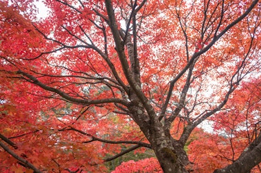 Kawaguchiko Maple Corridor