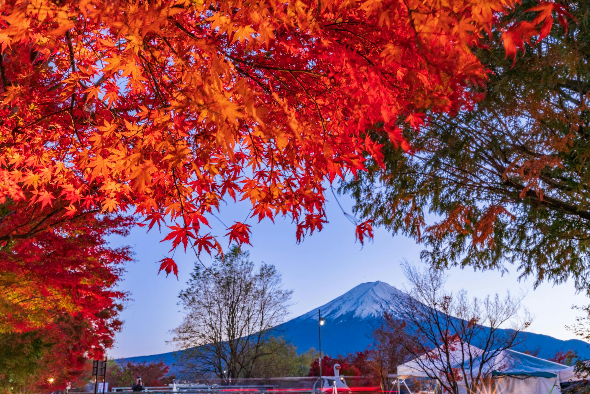 Kawaguchiko Maple Corridor: Highlights, Access & Tips - Trip To Japan