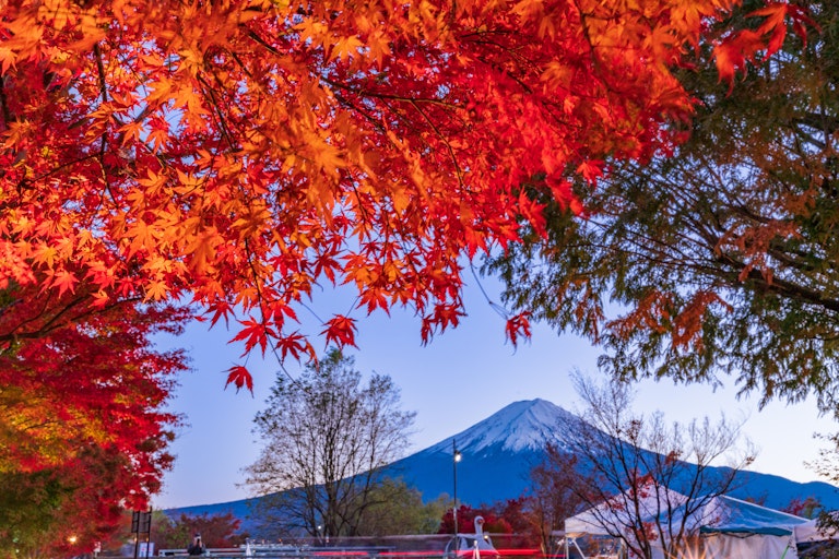 Kawaguchiko Maple Corridor