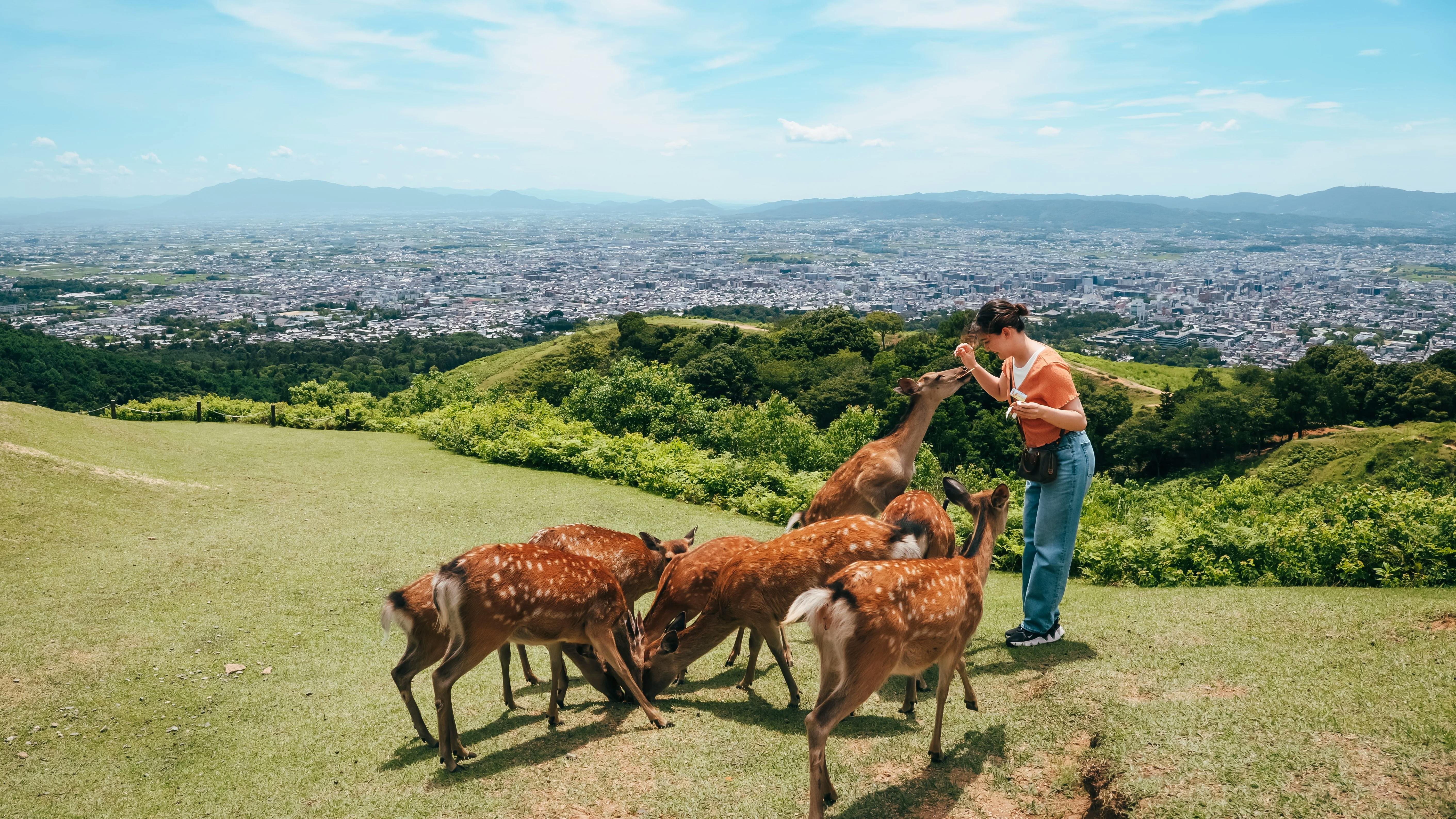 English-Guided Sightseeing Bus Tour of Nara Park