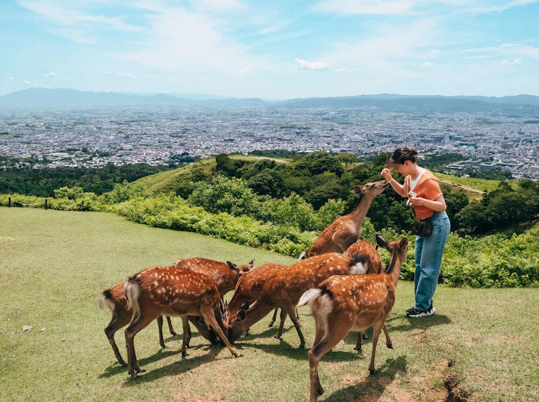English-Guided Sightseeing Bus Tour of Nara Park