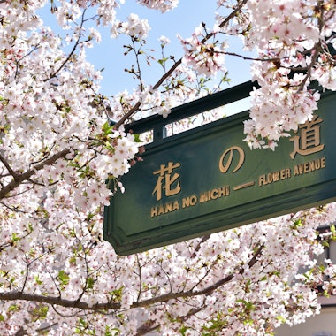 Takarazuka Hana no Michi Takarazuka Hana no Michi