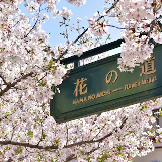 Takarazuka Hana no Michi Takarazuka Hana no Michi