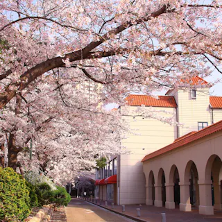 Takarazuka Hana no Michi Takarazuka Hana no Michi