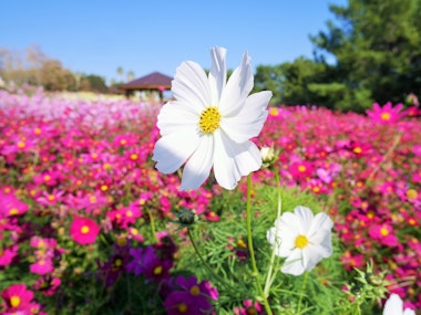 Akashi Kaikyo National Government Park