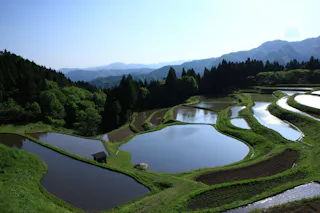 Uheyama Rice Terraces