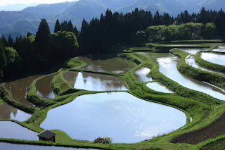 Uheyama Rice Terraces
