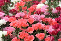 Okayama City Handayama Botanical Garden