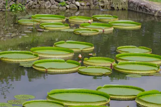 Okayama City Handayama Botanical Garden