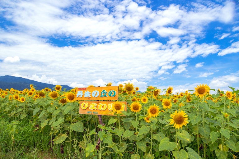 Nyu Hill Sunflower Field
