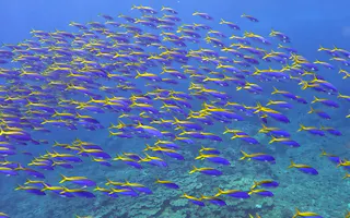 Dive Resort Hahajima