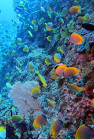 Dive Resort Hahajima