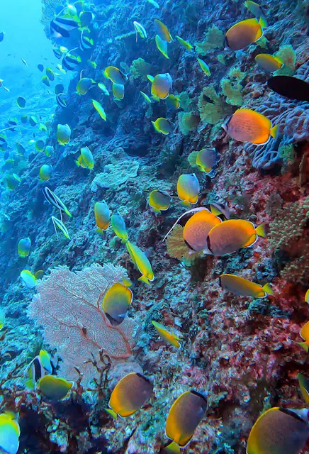 Dive Resort Hahajima