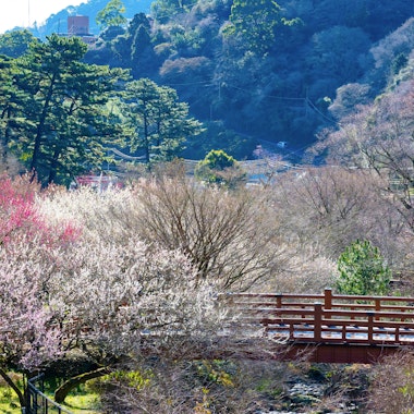 Atami Plum Garden Atami Plum Garden