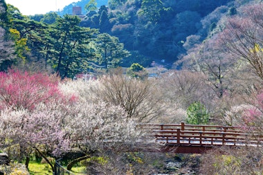 Atami Plum Garden