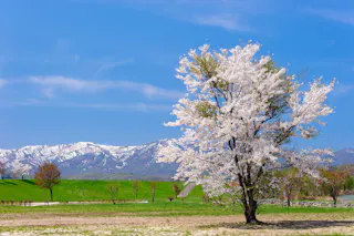 Shiribetsugawa Lan Lan Park