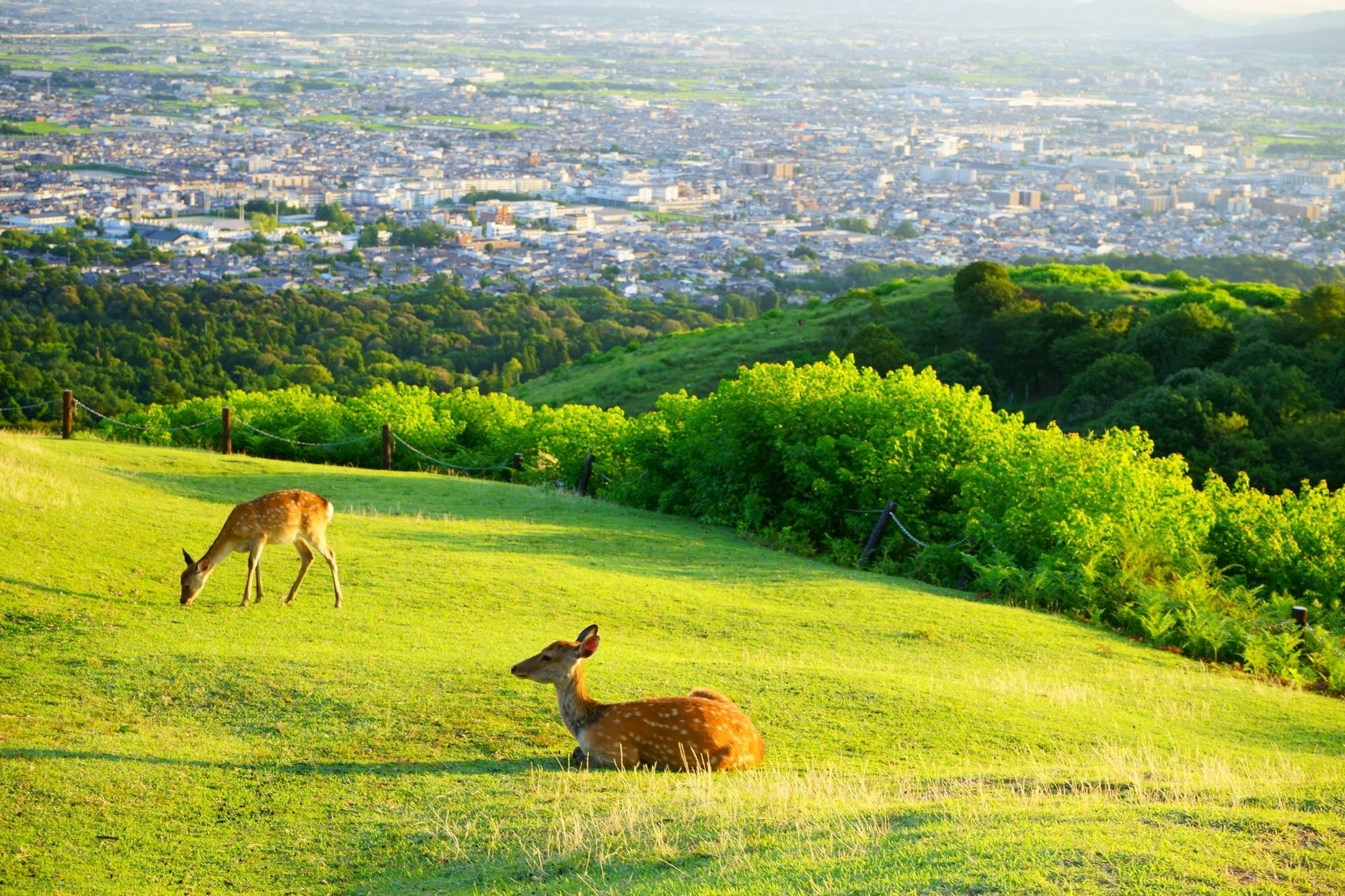 Mt. Wakakusa Summit