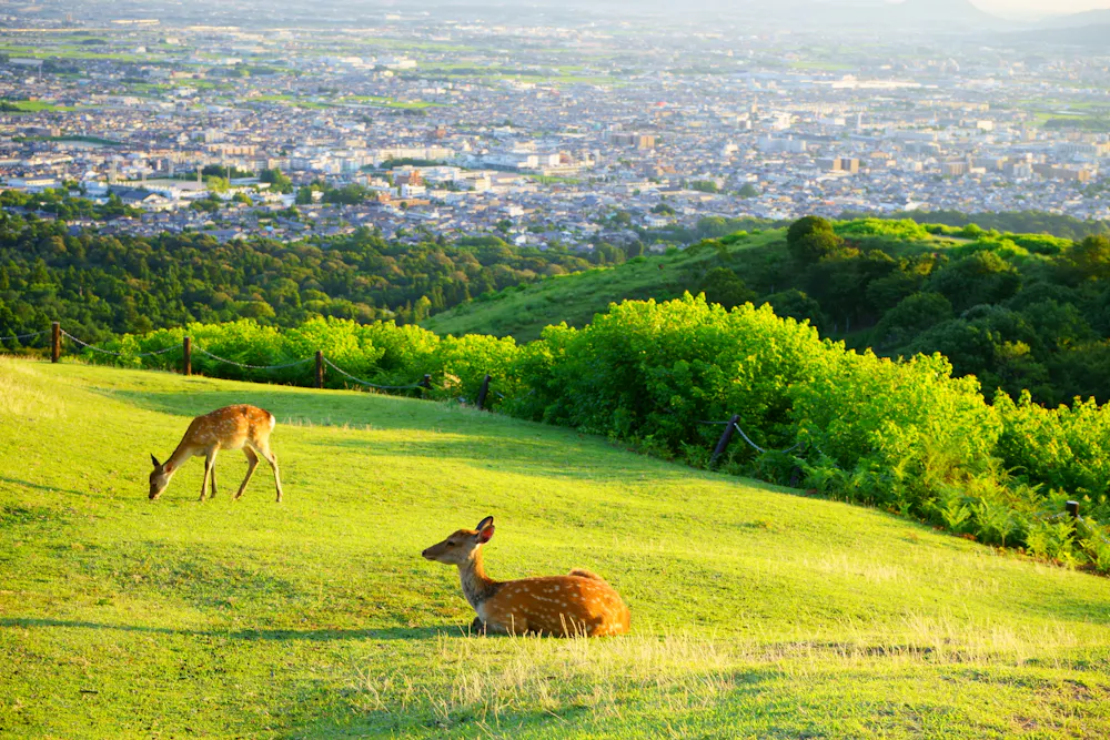 Mt. Wakakusa Summit