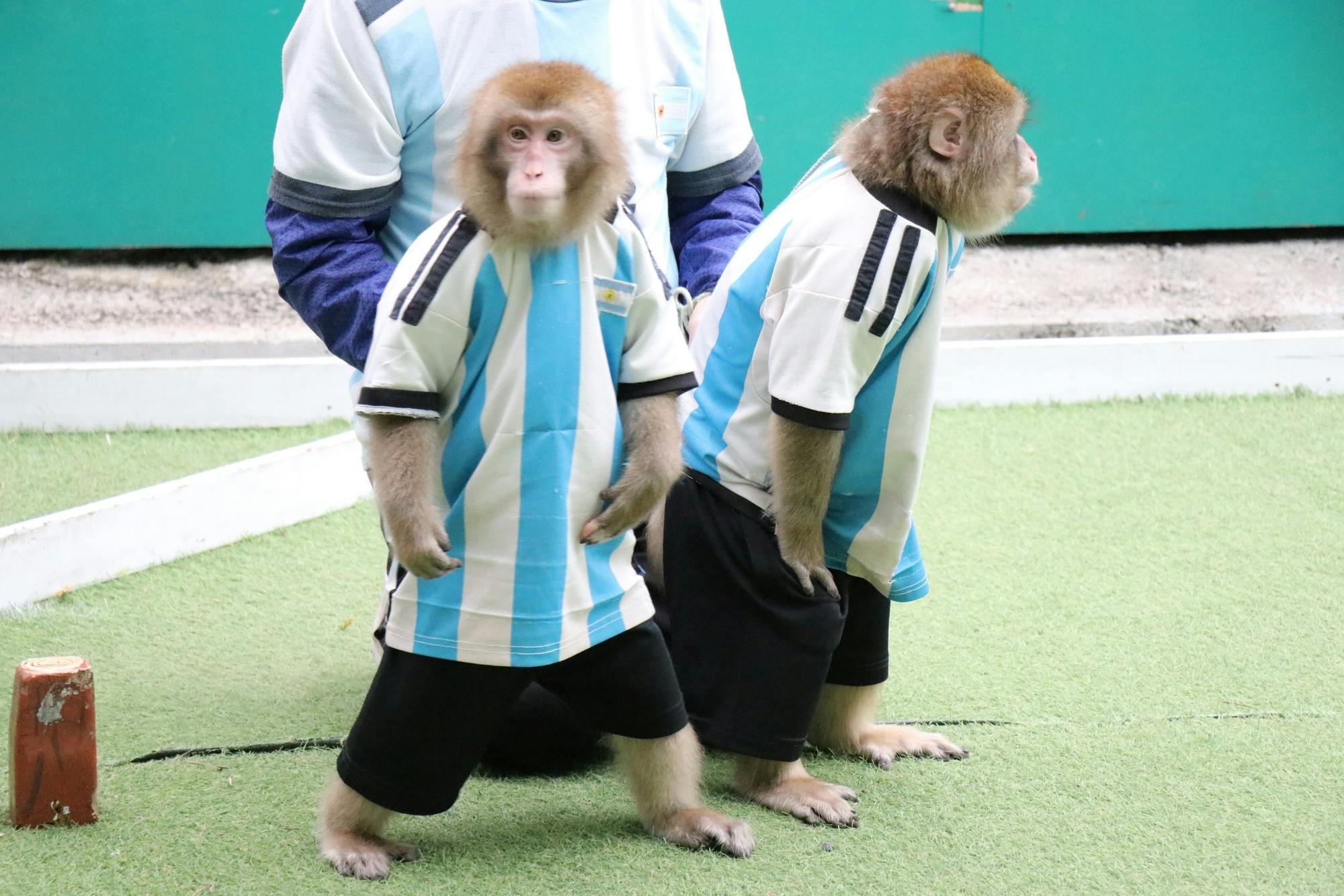 Monkey Land & Anitown Nikko Admission Ticket
