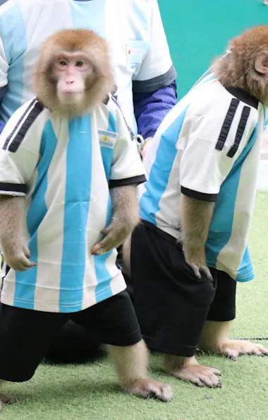 Monkey Land & Anitown Nikko Monkey Land & Anitown Nikko