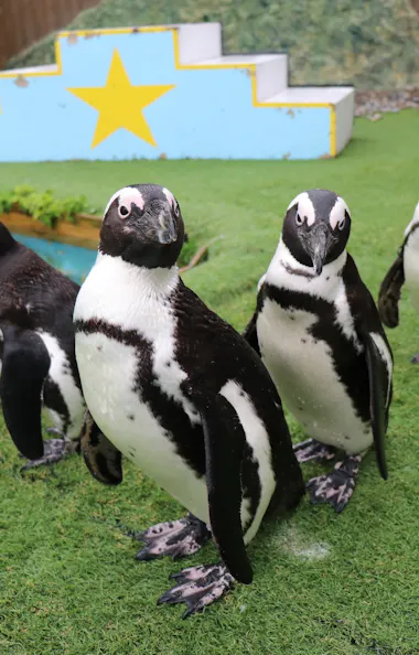 Monkey Land & Anitown Nikko Monkey Land & Anitown Nikko