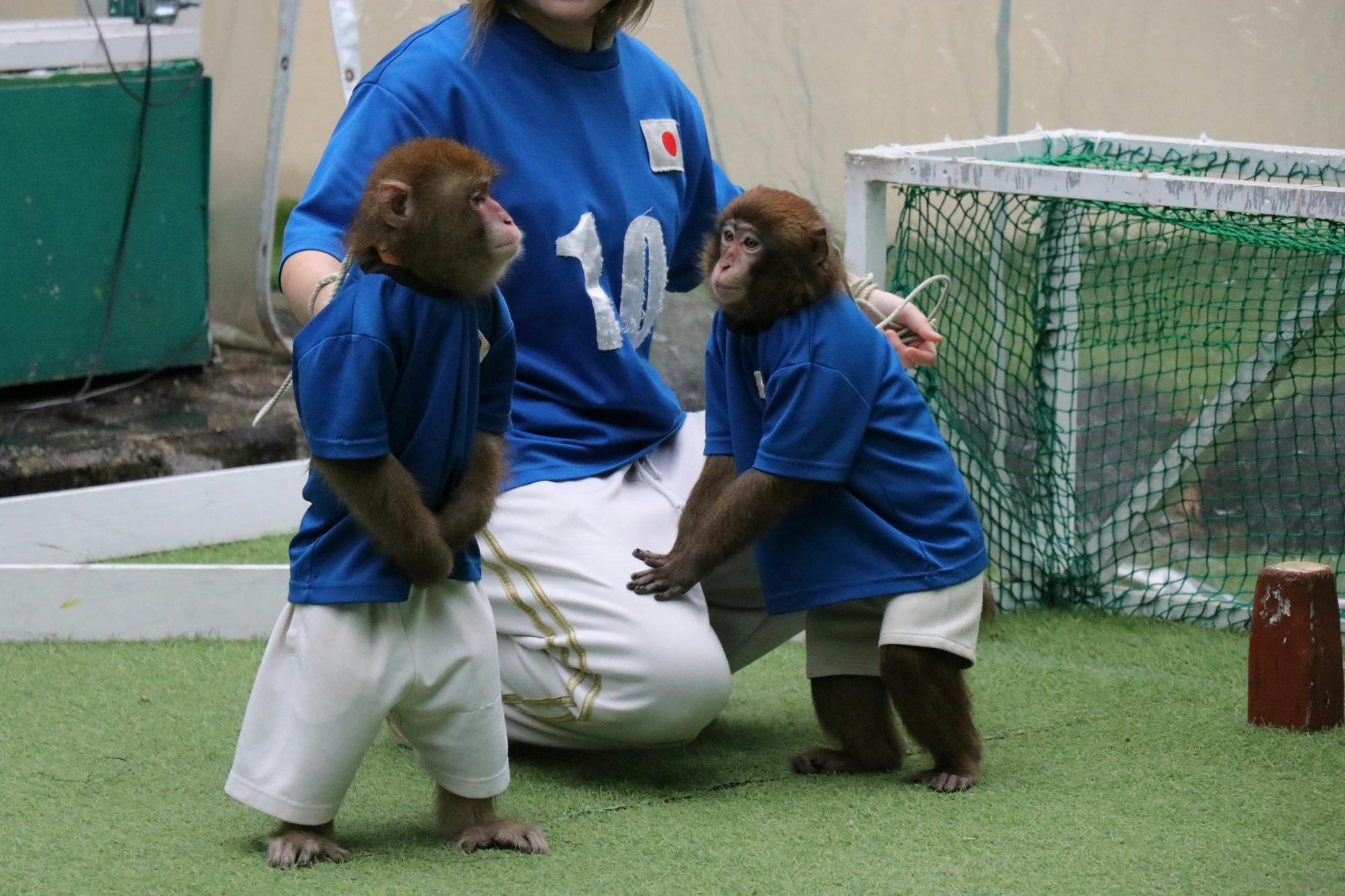 Monkey Land & Anitown Nikko