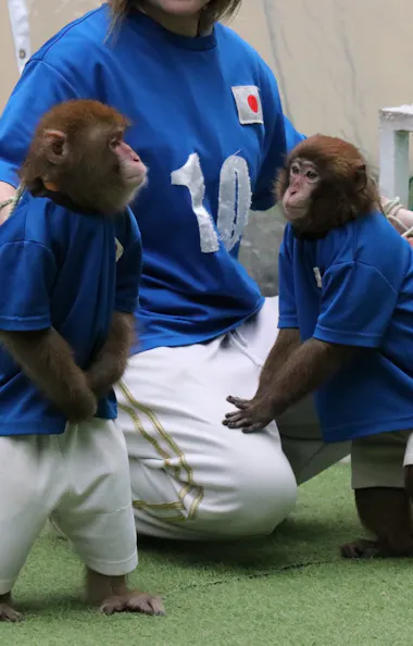 Monkey Land & Anitown Nikko Monkey Land & Anitown Nikko