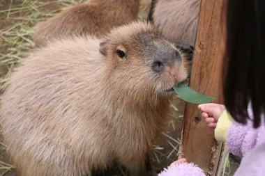 Monkey Land & Anitown Nikko