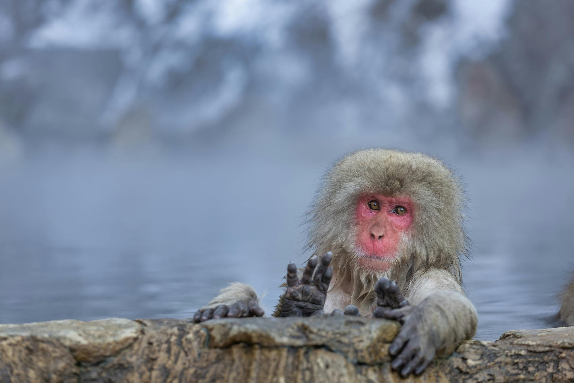 Jigokudani Snow Monkey Park