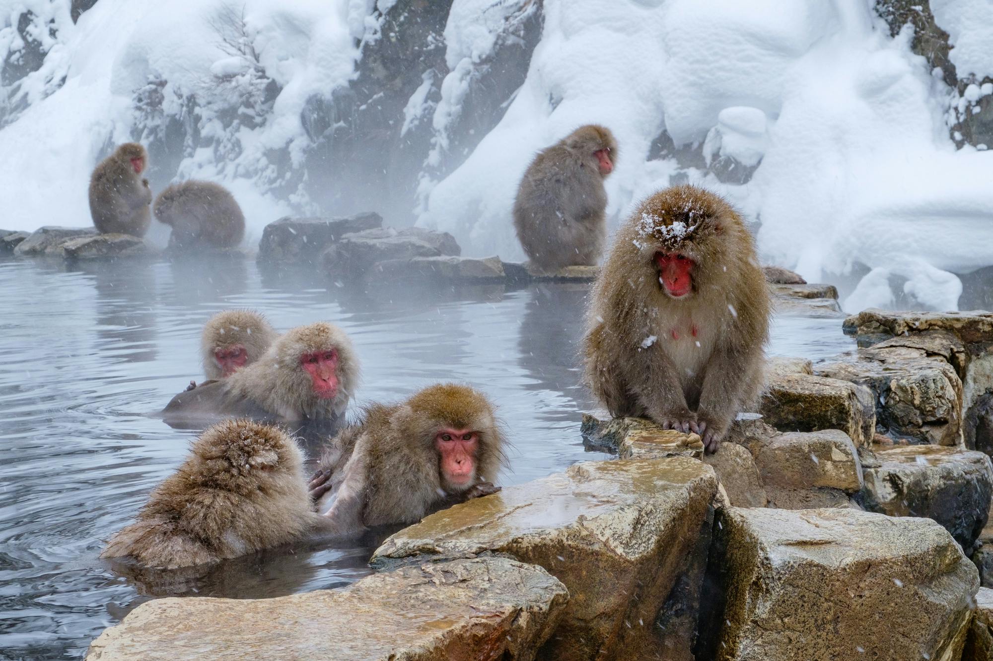 1-Day Snow Monkey Bus Tour from Tokyo with Beef Sukiyaki Lunch