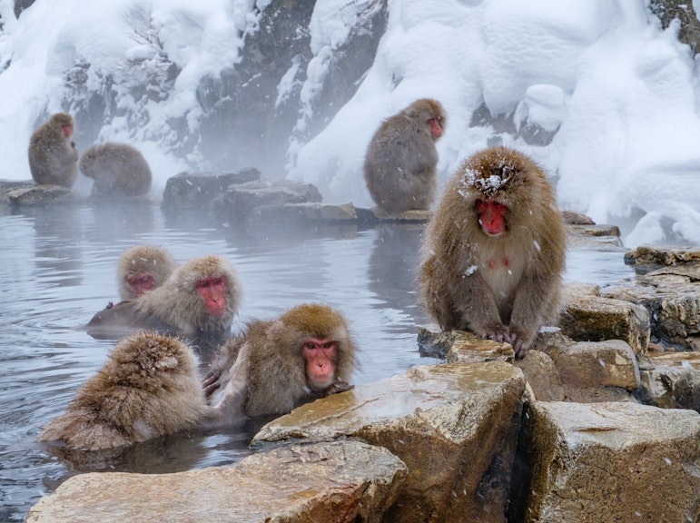 東京発の1日間スノーモンキーバスツアー、牛肉すき焼きランチ付き